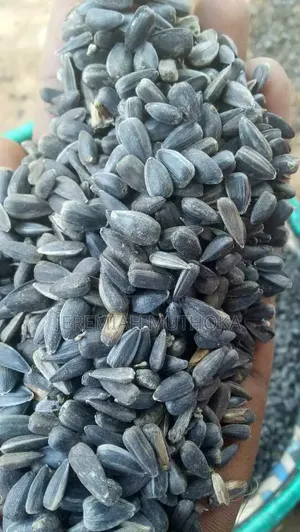Sunflower Seeds