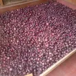 Red Bulb Onions - Bulk Sale - 1