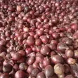 Red Bulb Onions - Bulk Sale - 2