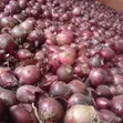 Red Bulb Onions - Bulk Sale - 3