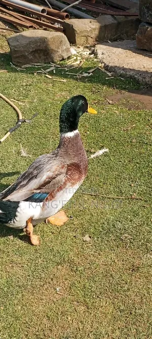 Bata wa Kigeni - Jumbo Peking, Welsh Harlequin, Rouen, Khaki Campbell