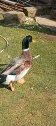 Bata wa Kigeni - Jumbo Peking, Welsh Harlequin, Rouen, Khaki Campbell - 1