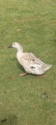 Bata wa Kigeni - Jumbo Peking, Welsh Harlequin, Rouen, Khaki Campbell - 2