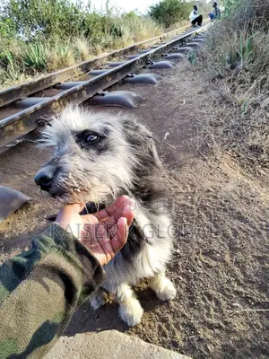 Male Mixed Breed Yorkshire Terrier, 1+ Year Old