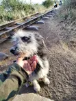 Male Mixed Breed Yorkshire Terrier, 1+ Year Old - 1