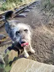 Male Mixed Breed Yorkshire Terrier, 1+ Year Old - 2
