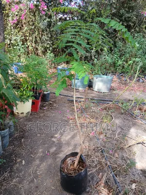 Large Flamboyant Tree Seedlings