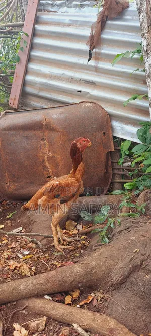 Female Kuchi Chicken - Laying