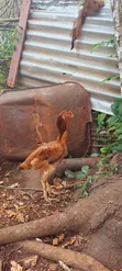 Female Kuchi Chicken - Laying - 1