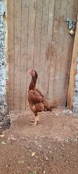 Female Kuchi Chicken - Laying - 2