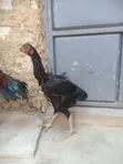 Female Kuchi Chicken - Laying - 3