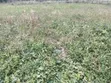 1/8 Acre Plot in Gated Community, Nakuru Airport Area - 3