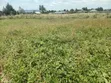 1/8 Acre Plot in Gated Community, Nakuru Airport Area - 4