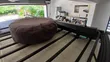 Toyota Land Cruiser 79 Series Pickup 2013 Beige - 3