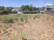 Two Plots for Sale in Pipeline JB Area - 1