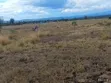 Sagana Residential Land for Sale - 3