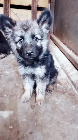 Purebred German Shepherd Puppy (3-6 Months)