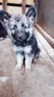 Purebred German Shepherd Puppy (3-6 Months) - 1