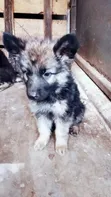 Purebred German Shepherd Puppy (3-6 Months) - 2