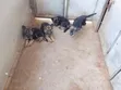 Purebred German Shepherd Puppy (3-6 Months) - 3