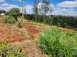 Eneo la Eka 1.5 kwa Uuzaji Gatundu, Lango la Lami - 2