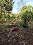 1/4 Acre Residential Plot for Sale in Kerarapon - 3