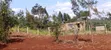Plots for Sale in Kikuyu Sigona Kerwa (Gacuthi) - 1/4 Acre - 4
