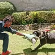 Pro-Class Paws Dog Training - 1