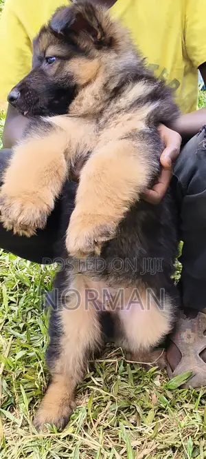 Purebred German Shepherd Puppy (1-3 Months)