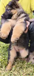 Purebred German Shepherd Puppy (1-3 Months) - 1