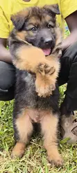 Purebred German Shepherd Puppy (1-3 Months) - 2