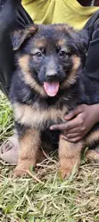 Purebred German Shepherd Puppy (1-3 Months) - 3