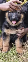 Purebred German Shepherd Puppy (1-3 Months) - 4