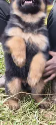 Purebred German Shepherd Puppy (1-3 Months) - 5