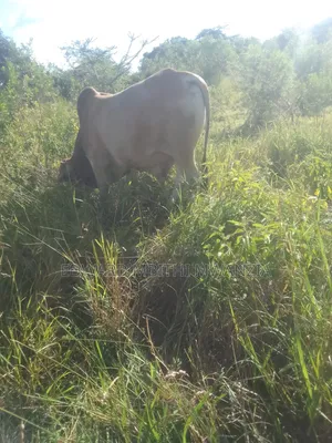 Fertile Farmland for Sale - Nguu/Masumba