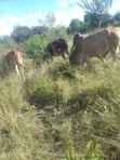 Ardhi ya Kilimo Bora Inauzwa - Nguu/Masumba - 2