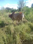 Ardhi ya Kilimo Bora Inauzwa - Nguu/Masumba - 3