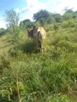 Ardhi ya Kilimo Bora Inauzwa - Nguu/Masumba - 4