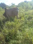 Ardhi ya Kilimo Bora Inauzwa - Nguu/Masumba - 5