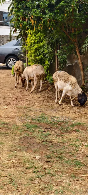 Ardhi ya Kilimo kwa Mauzo Mbiri