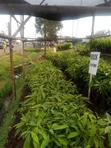 Agriculture Land for Sale in Mbiri - 2