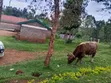 Land for Sale in Kanyaga Mbeere - 2