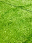 35mm Bora Grass Carpet na Double Strong Backing - 1