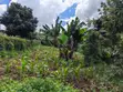 50x100 Plot for Sale - KES 5.5M (Upper Kabete/Fortsmith) - 3