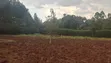 Eka 1 ya Ardhi Inauzwa Kikuyu Gikambura - 3