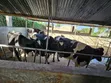 7 Bedroom Farm House for Sale in Nyathuna - 2