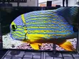 Vitron 55" Smart TV WebOS 4K UHD - 3