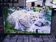 Vitron 55" Smart TV WebOS 4K UHD - 4