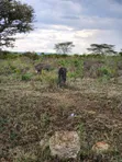 4 Acres Land for Sale, Lake Naivasha - 2