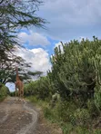 4 Acres Land for Sale, Lake Naivasha - 5